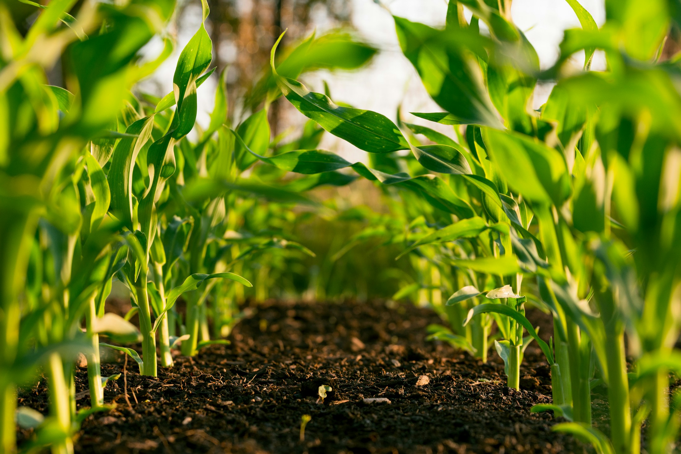 Sunlit green crop rows growing in cultivated soil